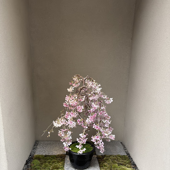 令和八年四月、五月、六月のお知らせ